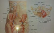 骨盤底筋を鍛えるとホルモンバランスも整えていけるって知っていましたか。